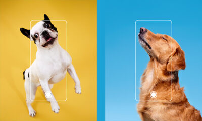 ‘OPPO’yla Bile Çekilemedi’ Projesinde 945 Kilo Mama Bağışlandı!